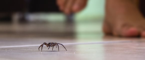 Spider Bite vs Mosquito Bite | SafeHaven Pest Control