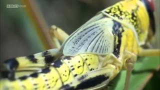 BBC Documentary – Insect Worlds – Them & Us – Episode 1