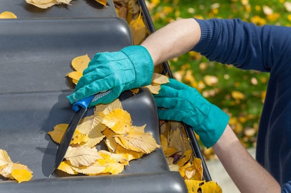 Clean Gutters Prevent Pests!