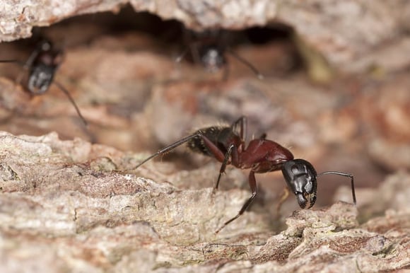 Difference Between Black Ants and Carpenter Ants