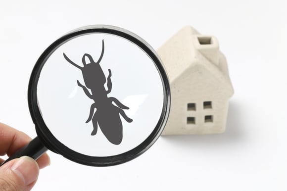 What Causes Ant Problems in a House?