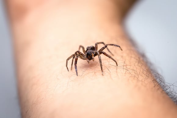 What Does a Spider Bite Look Like?