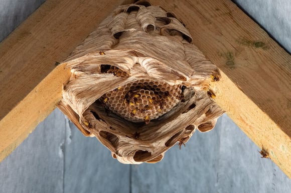 What is the Difference Between a Wasp and a Hornet?